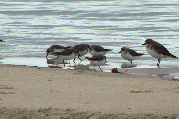 Rednecked Stint