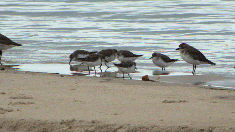 Red-necked Stint