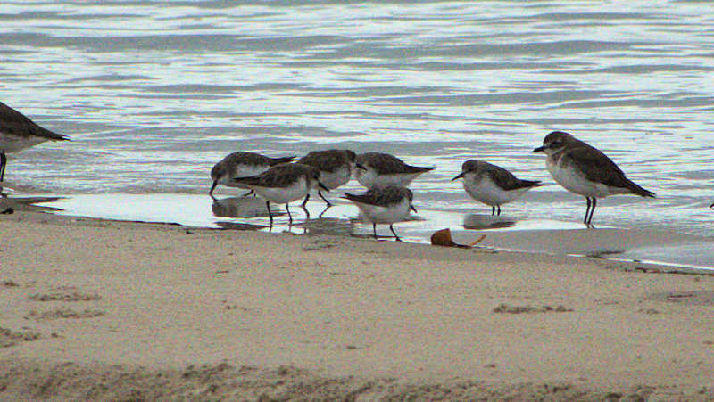 Rednecked Stint