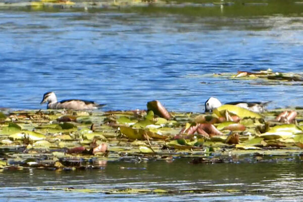 Cotton Pygmy Goose