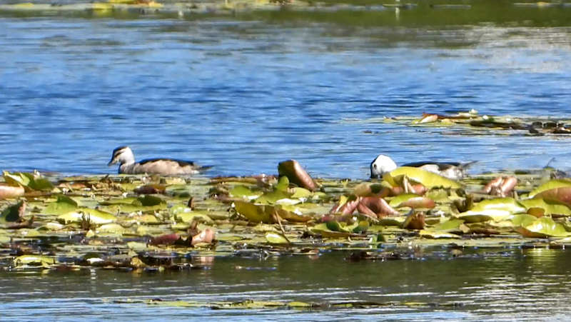 Cotton Pygmy Goose