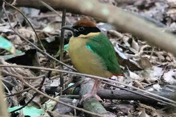 Noisy Pitta