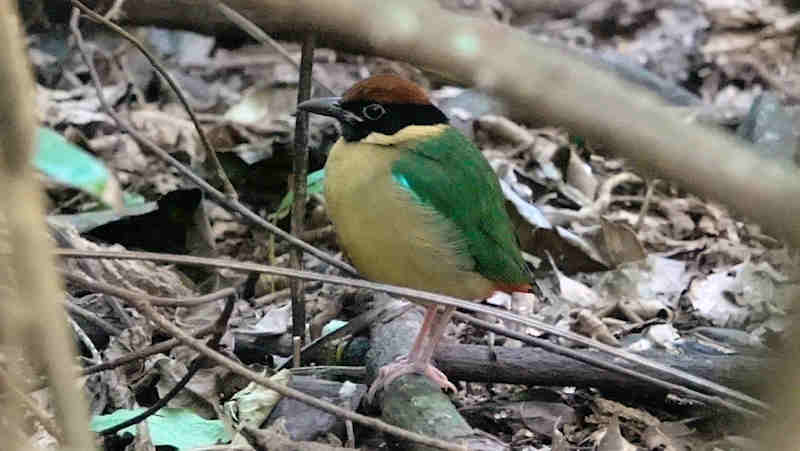 Noisy Pitta