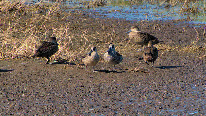 Pink Eared Duck