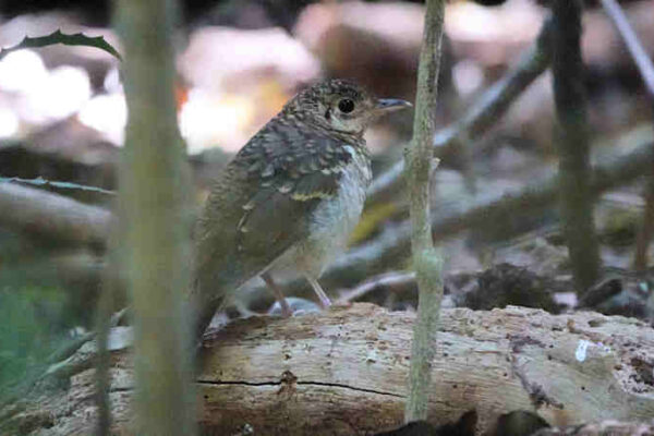 Russet Tailed Thrush