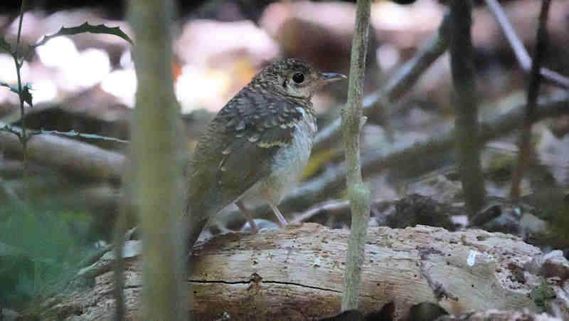 Russet Tailed Thrush