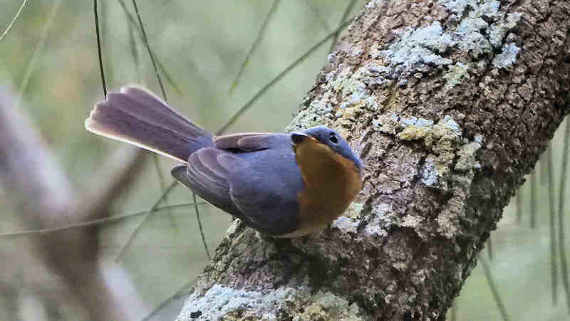 Satin Flycatcher Female