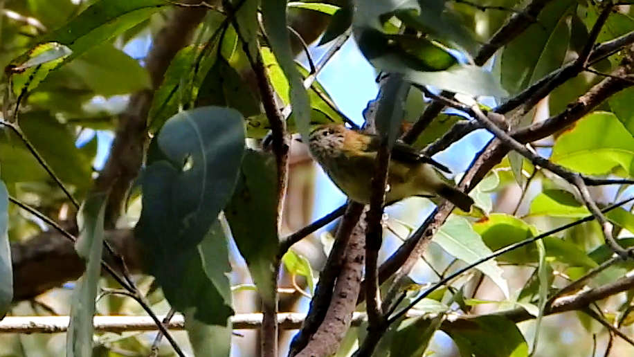 Striated Thornbill