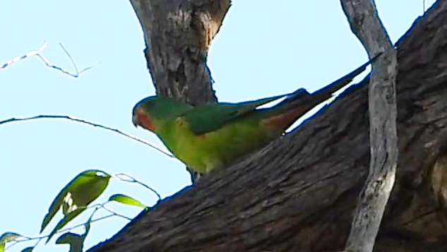 Swift Parrot