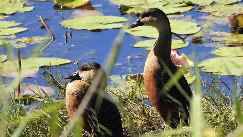 Wandering Whistling Duck