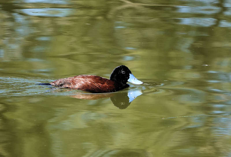 Blue Billed Duck