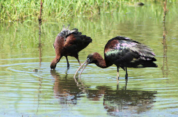 Glossy Ibis