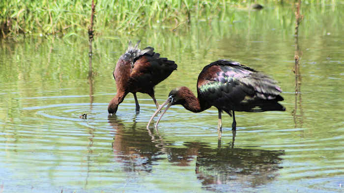 Glossy Ibis