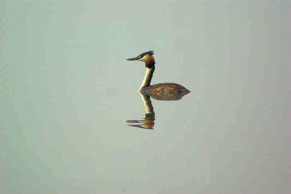 Great Crested Grebe