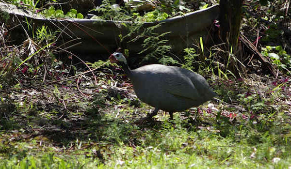 Helmeted Guineafowl