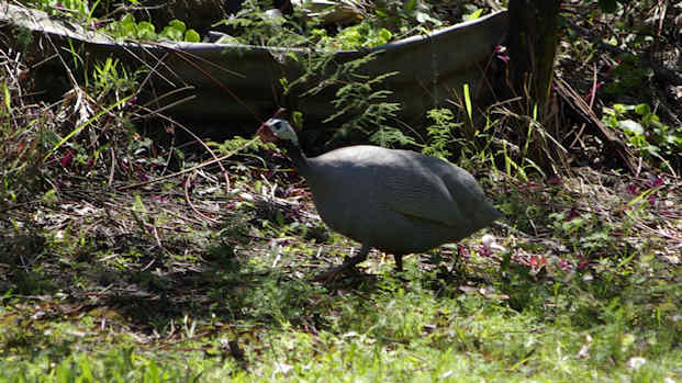 Helmeted Guineafowl