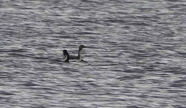 Hoary Headed Grebe