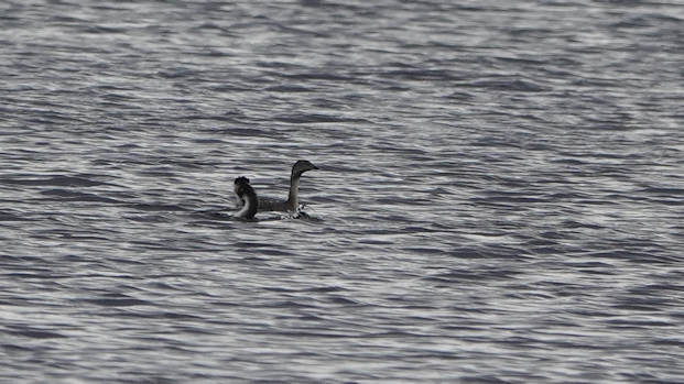 Hoary Headed Grebe