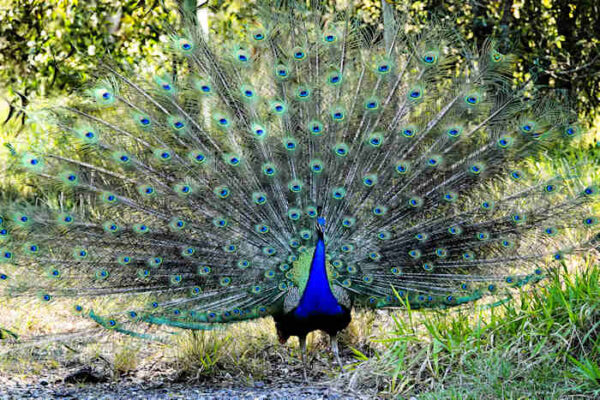 Indian Peafowl