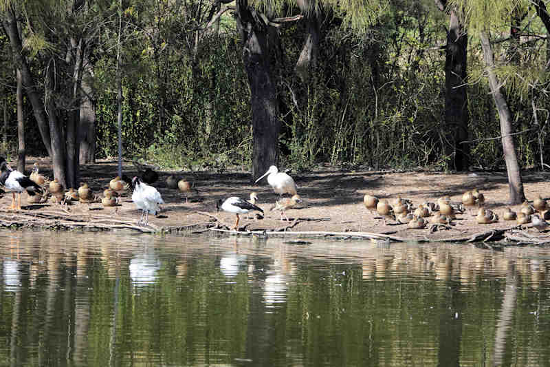 Lakegalletlybirds