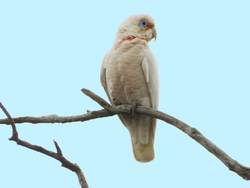 Long Billed Corella At Archerfield Wetlands