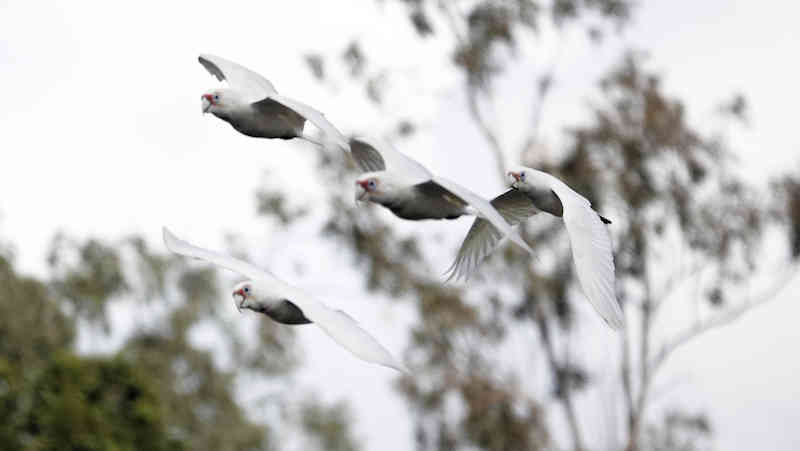 Long Billed Corella