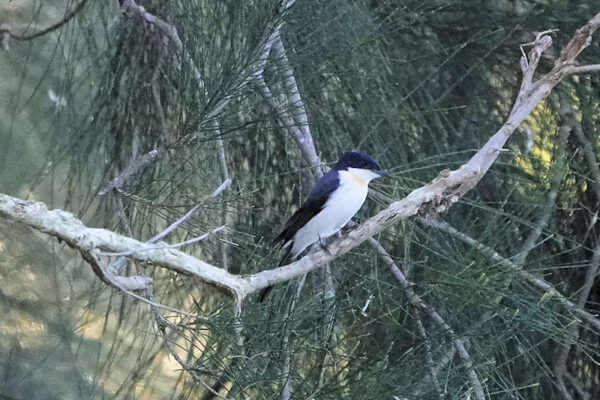 Restless Flycatcher