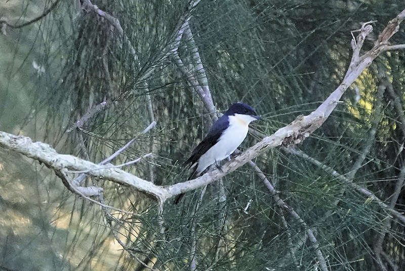 Restless Flycatcher