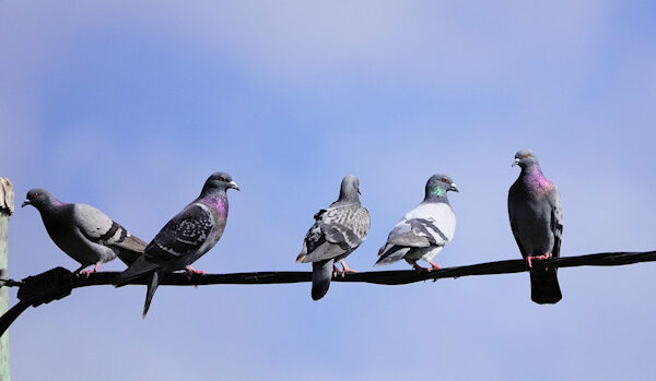 Rock Dove