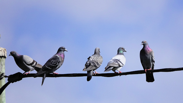 Rock Dove