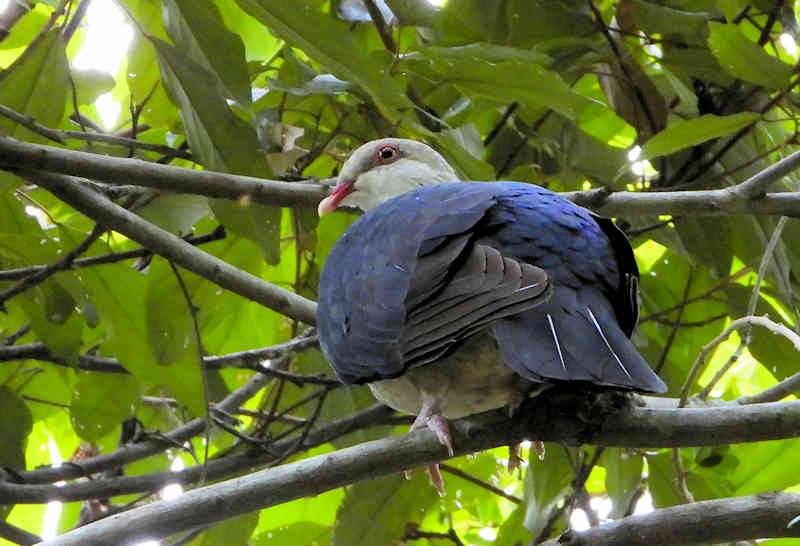 White Headed Pigeon Mill Road