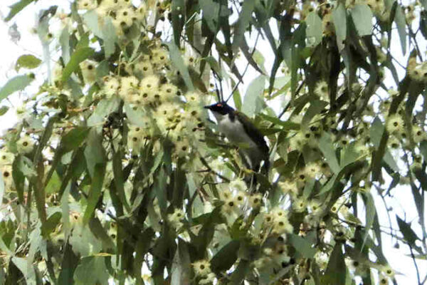 White Naped Honeyeater