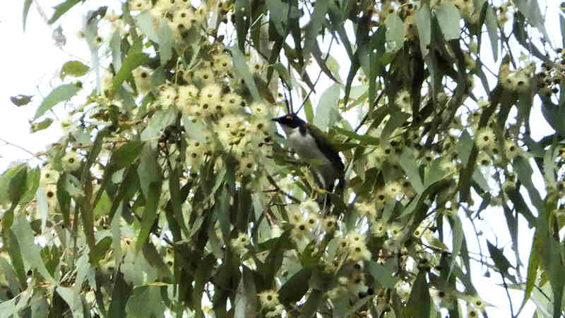 White Naped Honeyeater