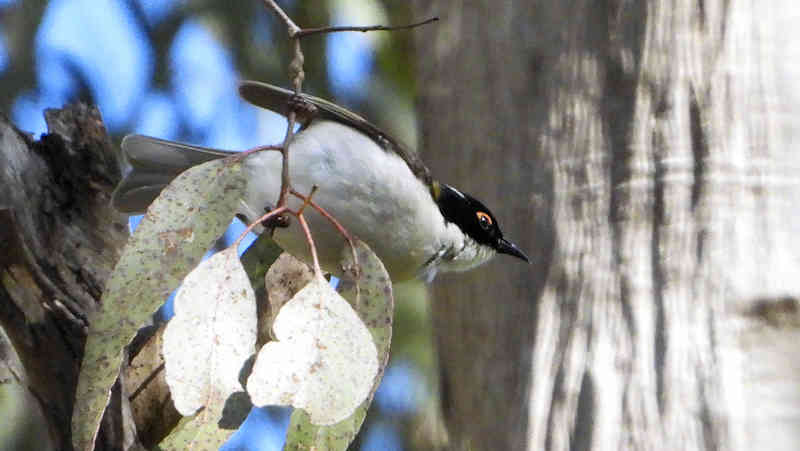 White Naped Honeyeater2