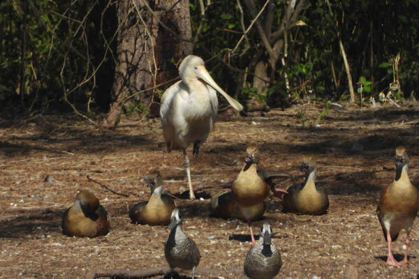 Yellow Billed Spoonbill At Uq Gatton Campus