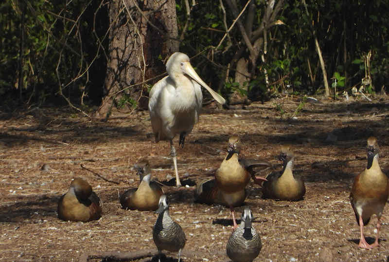 Yellow Billed Spoonbill At Uq Gatton Campus