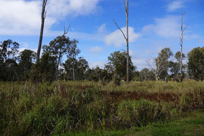 Archerfield Wetland Reserve Bushland