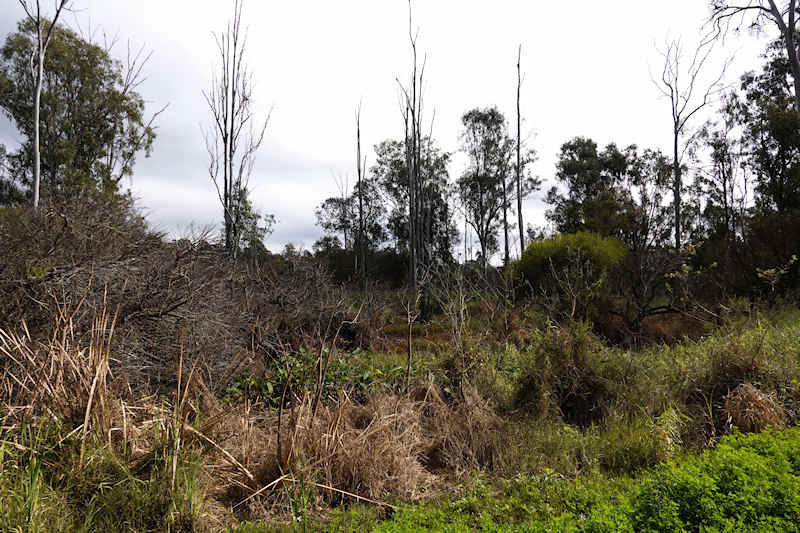 Archerfield Wetland Reserve Forest