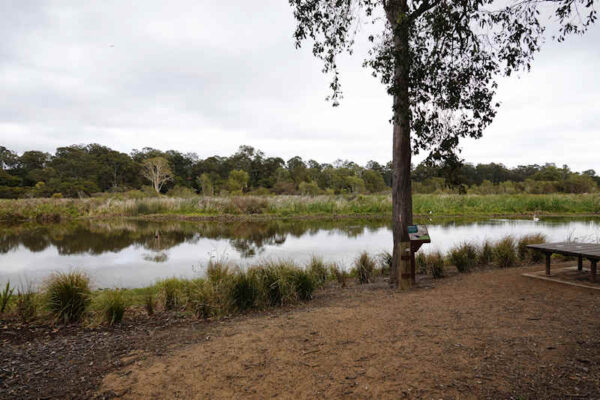 Archerfield Wetland Reserve Main Wetland