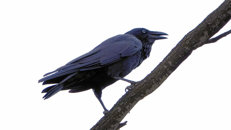 Australian Raven