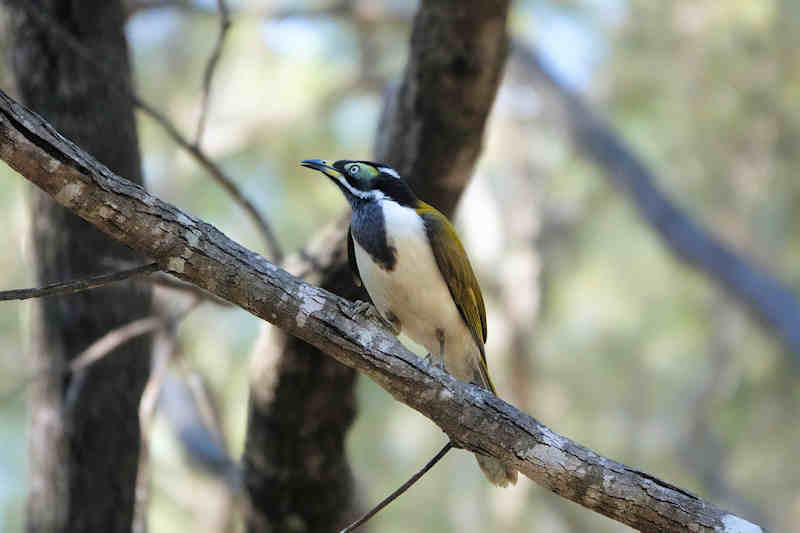 Karawatha Forest Reserve Blue Faced Honeyeater