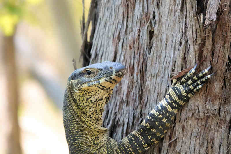 Karawatha Forest Reserve Lace Monitor