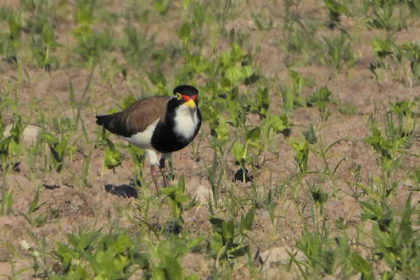 Banded Lapwing