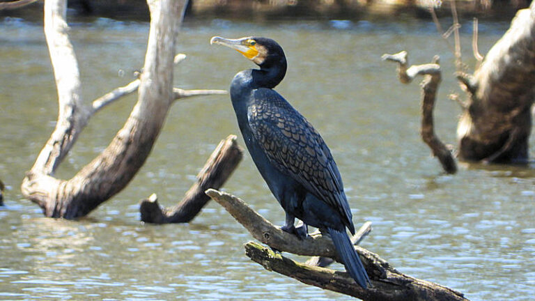 Great Cormorant