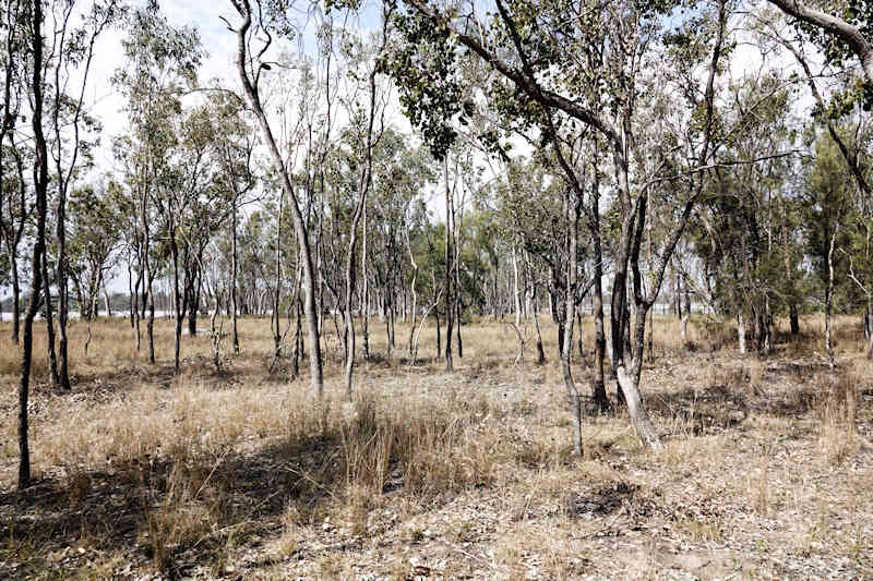 Lake Broadwater Woodland