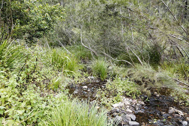 Lake Manchester Creek