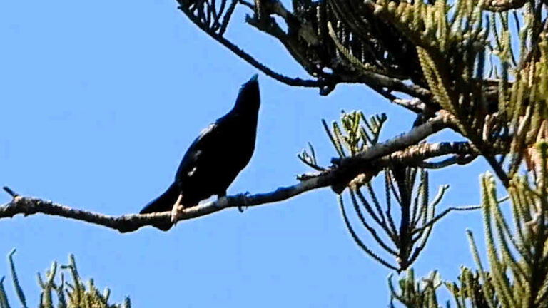 Satin Bowerbird