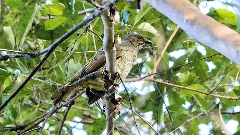 Satin Bowerbird Female