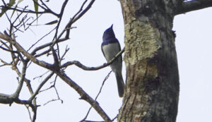 Leaden Flycatcher