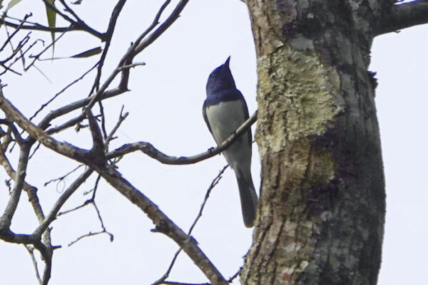 Leaden Flycatcher